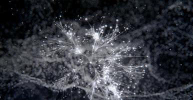 neurons
