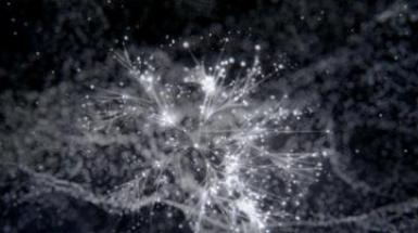 neurons